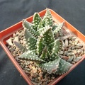 Hawortia pumila