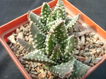 Hawortia pumila