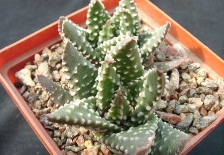 Hawortia pumila (1535 відвідувань) Hawortia pumila