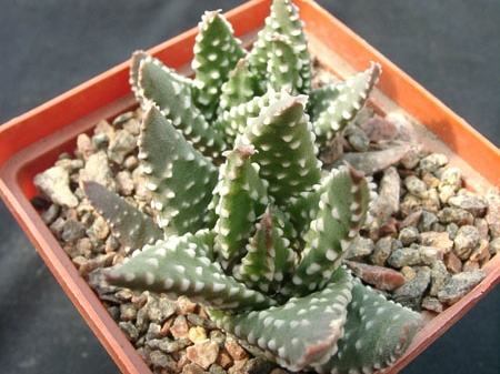 Hawortia pumila