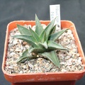 Hawortia pungens