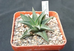 Hawortia pungens