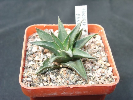 Hawortia pungens