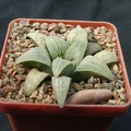 Hawortia pygmae