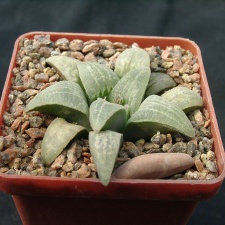 Hawortia pygmae