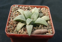 Hawortia pygmae