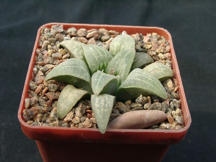 Hawortia pygmae