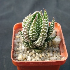 Hawortia reinwardii v pediensis