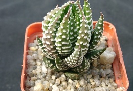 Hawortia reinwardii v pediensis