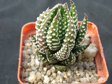 Hawortia reinwardii v pediensis