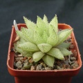 Hawortia reticulata v hurlingii