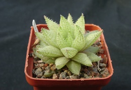 Hawortia reticulata v hurlingii
