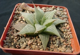 Hawortia retuza v acuminata