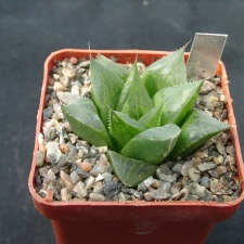 Hawortia retuza v mutica