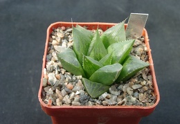 Hawortia retuza v mutica