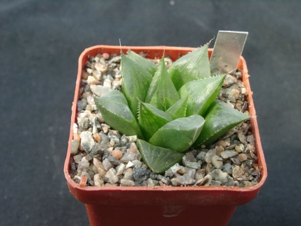 Hawortia retuza v mutica