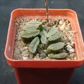 Hawortia truncata f spiralis