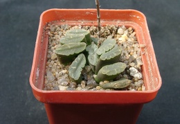 Hawortia truncata f spiralis