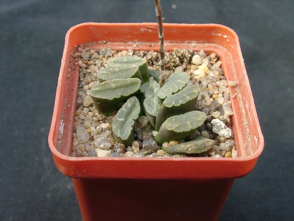 Hawortia truncata f spiralis