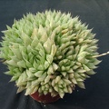 Hawortia vitata