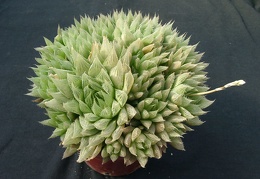 Hawortia vitata