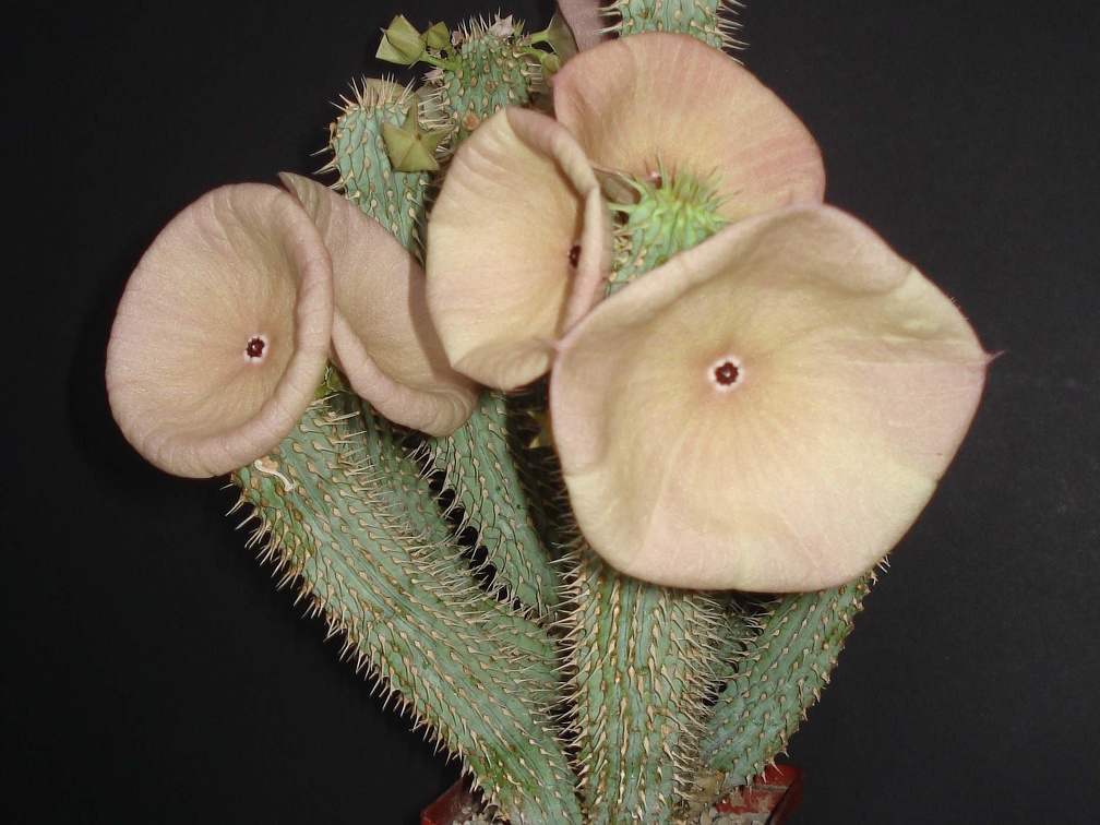 Hoodia gordonii1 Smeyko