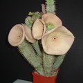 Hoodia gordonii1 Smeyko