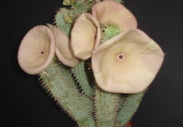 Hoodia gordonii1 Smeyko