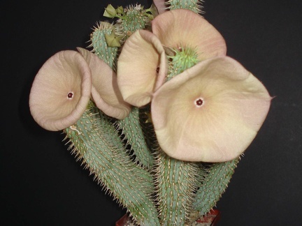 Hoodia gordonii1 Smeyko