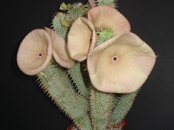 Hoodia gordonii1 Smeyko