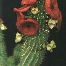 Hoodia dregei
