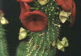 Hoodia dregei