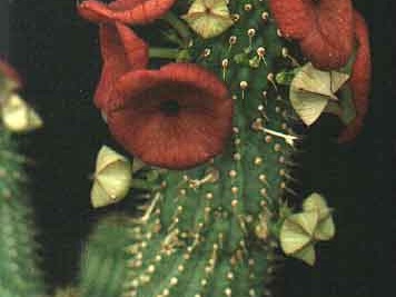 Hoodia dregei