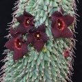 Hoodia pilifera