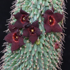 Hoodia pilifera