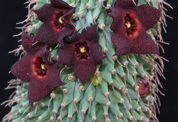 Hoodia pilifera