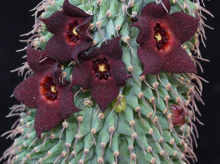 Hoodia pilifera
