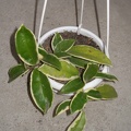 Hoya carnosa f variegata