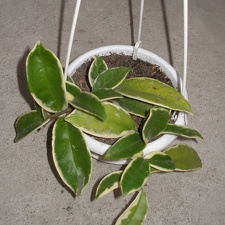 Hoya carnosa f variegata