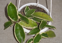 Hoya carnosa f variegata