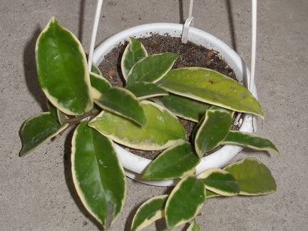 Hoya carnosa f variegata
