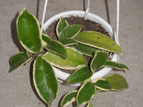 Hoya carnosa f variegata