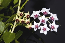 Hoya cummingiana and Hoya bella2