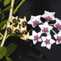 Hoya cummingiana and Hoya bella2