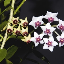 Hoya cummingiana and Hoya bella2