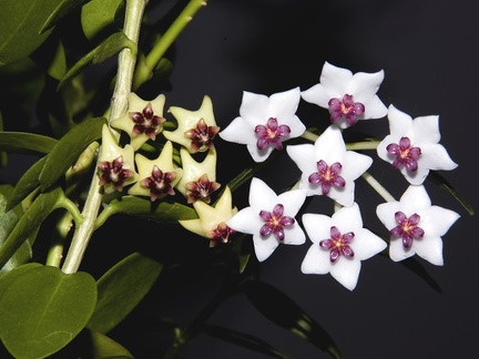 Hoya cummingiana and Hoya bella2