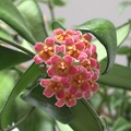 Hoya kentiana
