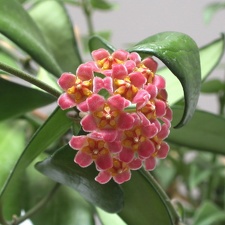 Hoya kentiana