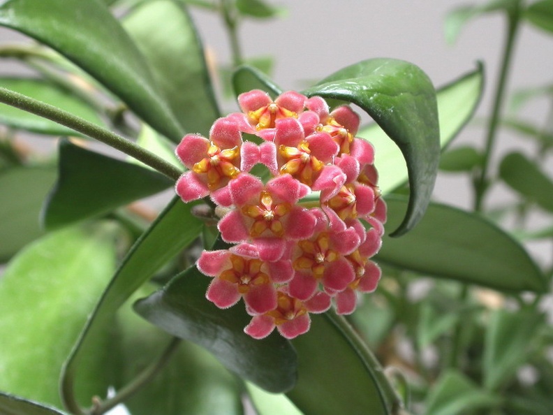 Hoya kentiana