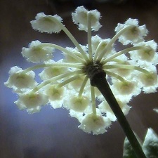 Hoya lacunosa